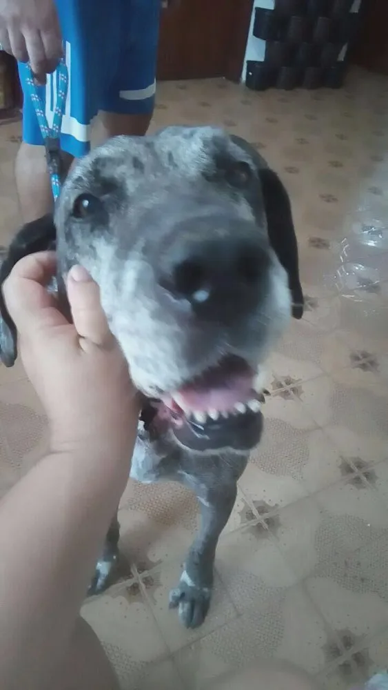 Cachorro ra a Fila com Dogue Alemão  idade 5 anos nome Vitória 