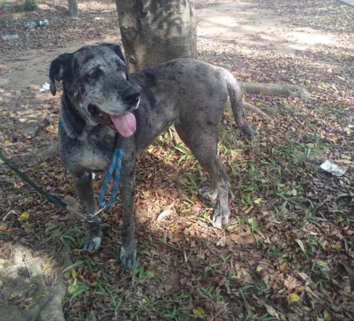 Cachorro ra a Fila com Dogue Alemão  idade 5 anos nome Vitória 