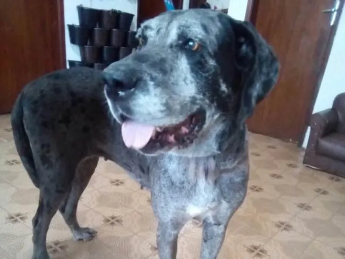 Cachorro ra a Fila com Dogue Alemão  idade 5 anos nome Vitória 