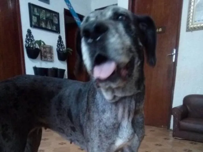 Cachorro ra a Fila com Dogue Alemão  idade 5 anos nome Vitória 