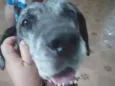 Vitória 