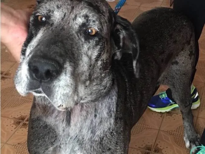 Cachorro ra a Fila com Dogue Alemão  idade 5 anos nome Vitória 