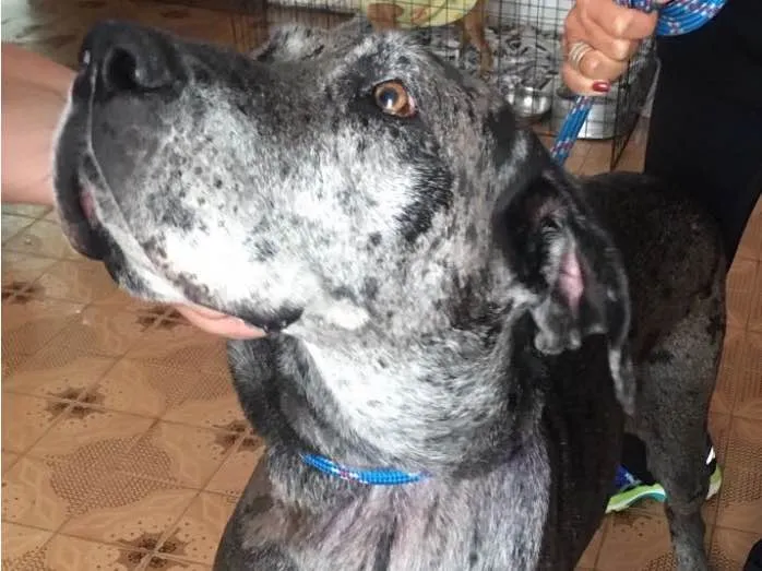 Cachorro ra a Fila com Dogue Alemão  idade 5 anos nome Vitória 