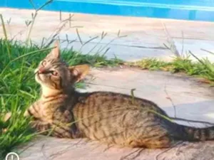 Gato raça SRD idade 2 a 6 meses nome Tigrinho