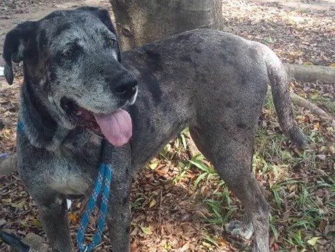 Cachorro ra a Fila com Dogue Alemão  idade 5 anos nome Vitória 