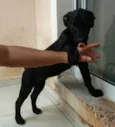 Cachorro raça SRD idade 2 a 6 meses nome Vitorinha