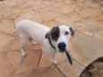 Zuri