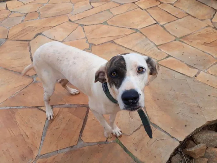 Cachorro ra a Pit Bull com viralata idade 2 anos nome Zuri