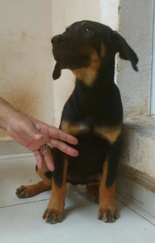 Cachorro raça SRD idade 2 a 6 meses nome Jasmim