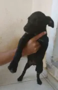 Cachorro raça SRD idade 2 a 6 meses nome Epaminondas