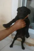 Cachorro raça SRD idade 2 a 6 meses nome Epaminondas
