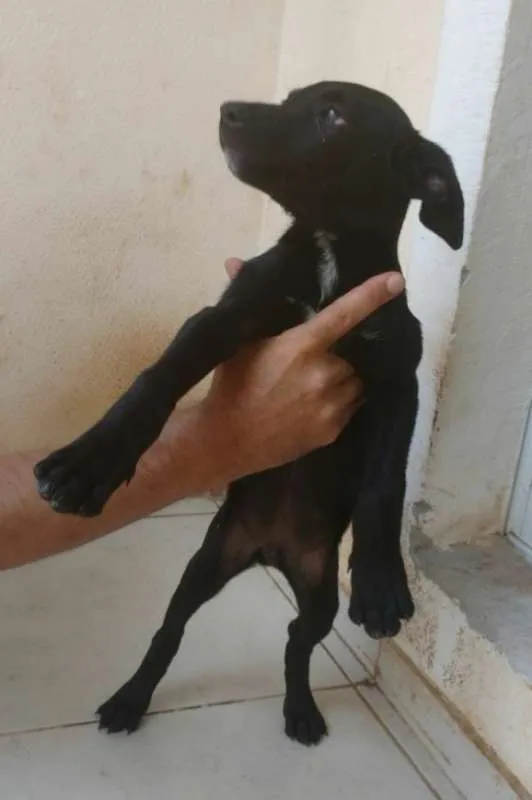 Cachorro raça SRD idade 2 a 6 meses nome Epaminondas