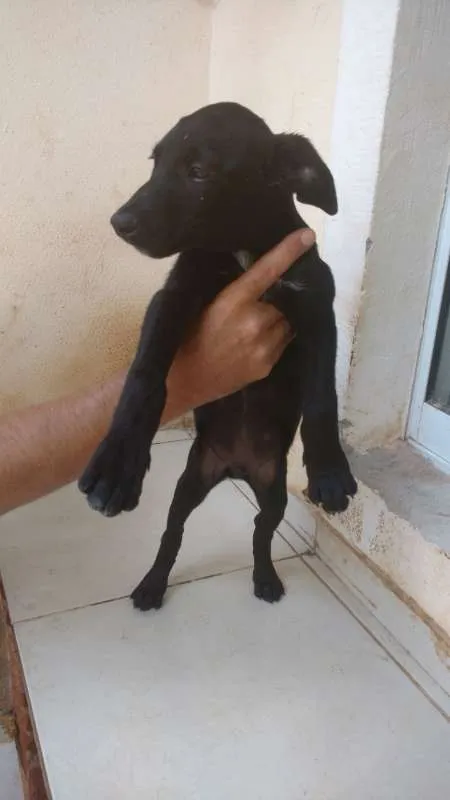 Cachorro raça SRD idade 2 a 6 meses nome Epaminondas