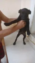 Cachorro raça SRD idade 2 a 6 meses nome Epaminondas
