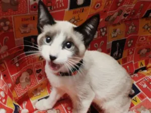 Gato raça srd idade 2 a 6 meses nome João 