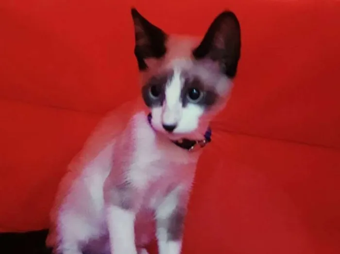 Gato ra a srd idade 2 a 6 meses nome João 