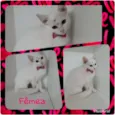 Catita