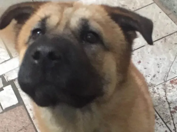 Cachorro ra a SRD idade 1 ano nome Bebê
