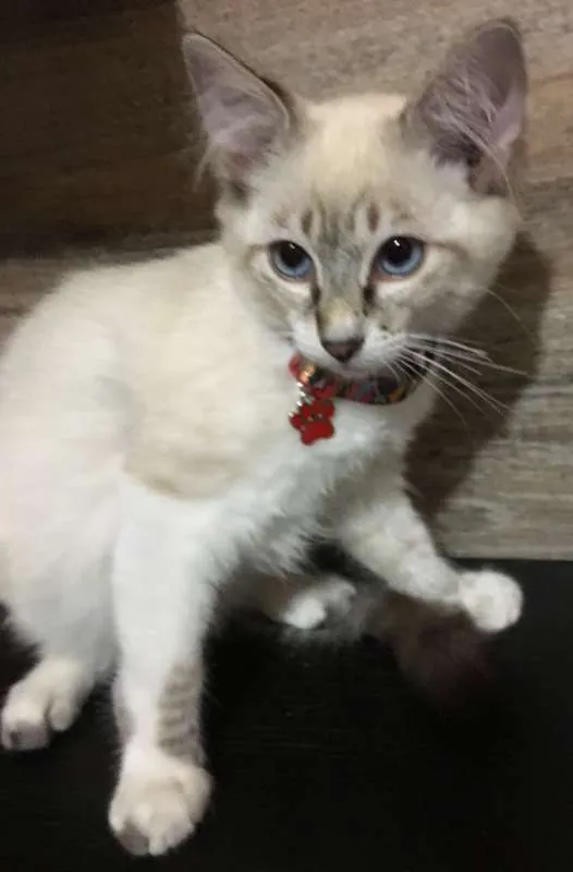 Gato ra a SRD idade 2 a 6 meses nome Pompom