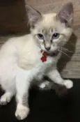 Pompom