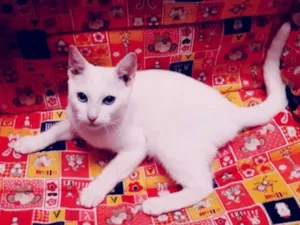 Gato raça srd idade 2 a 6 meses nome Inácio 