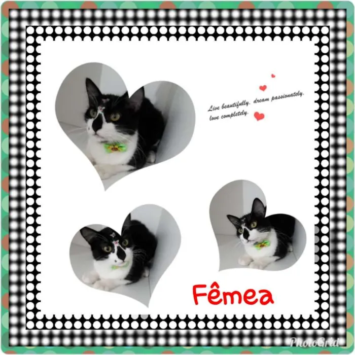 Gato ra a SRD idade 2 a 6 meses nome Penelope