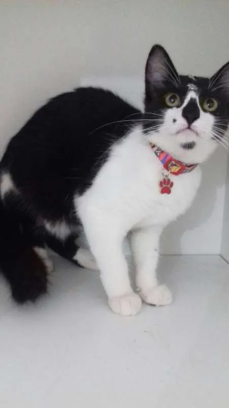 Gato ra a SRD idade 2 a 6 meses nome Penelope