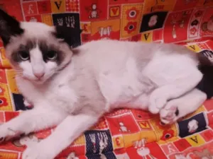 Gato raça srd idade 2 a 6 meses nome Izadora 