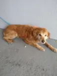 Cachorro raça SRD idade 6 ou mais anos nome Sem nome 