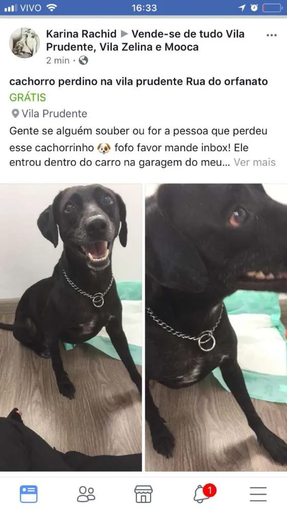 Cachorro ra a Indefinida  idade 2 anos nome Não sabemos