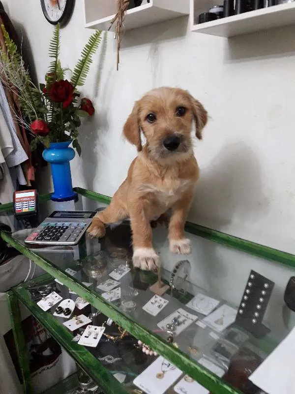 Cachorro ra a SRD idade 2 a 6 meses nome John