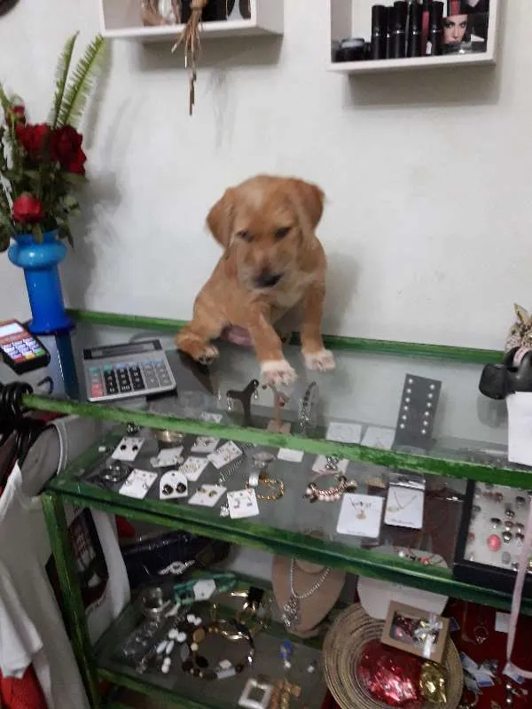 Cachorro ra a SRD idade 2 a 6 meses nome John