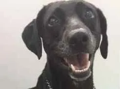 Cachorro ra a Indefinida  idade 2 anos nome Não sabemos