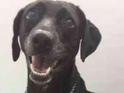 Cachorro raça Indefinida  idade 2 anos nome Não sabemos