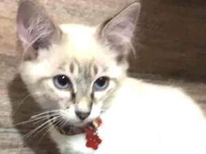 Gato raça SRD idade 2 a 6 meses nome Pompom