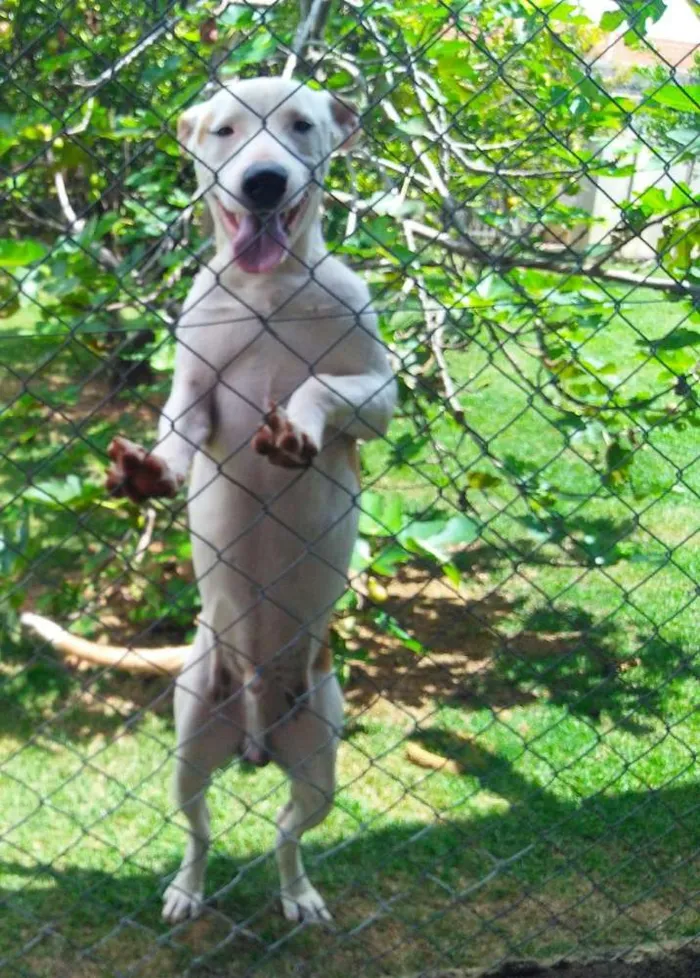 Cachorro ra a Vira lata idade 7 a 11 meses nome Brad