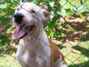Cachorro raça Vira lata idade 7 a 11 meses nome Brad