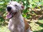 Cachorro raça Vira lata idade 7 a 11 meses nome Brad