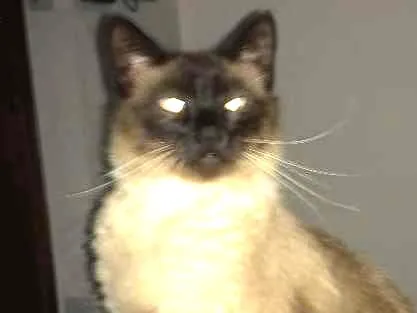 Gato ra a Siames idade 2 anos nome Nick