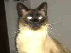Gato raça Siames idade 2 anos nome Nick