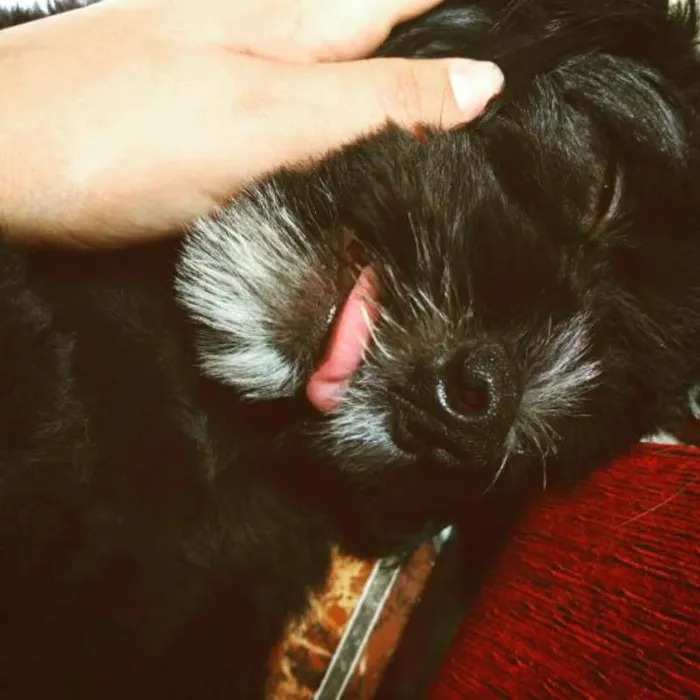 Cachorro raça SRD idade 3 anos nome Lanna