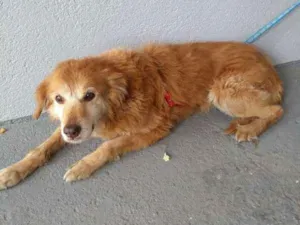 Cachorro raça SRD idade 6 ou mais anos nome Sem nome 