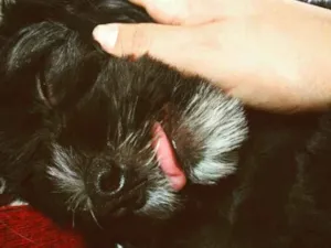 Cachorro raça SRD idade 3 anos nome Lanna