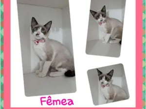 Gato raça SRD idade 2 a 6 meses nome LADY