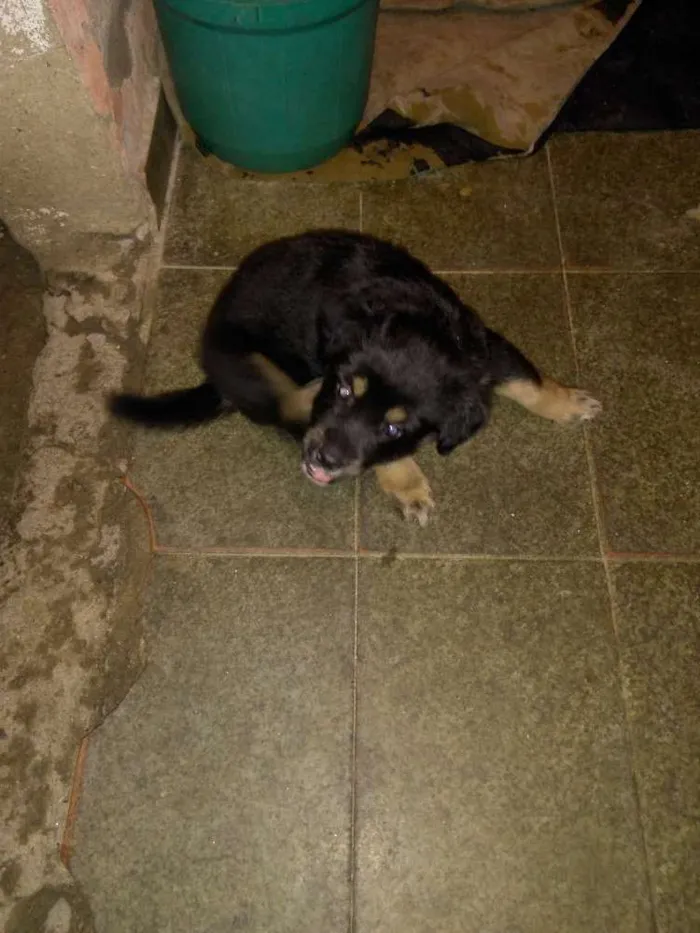 Cachorro ra a Vira lata idade 2 a 6 meses nome Indefinido