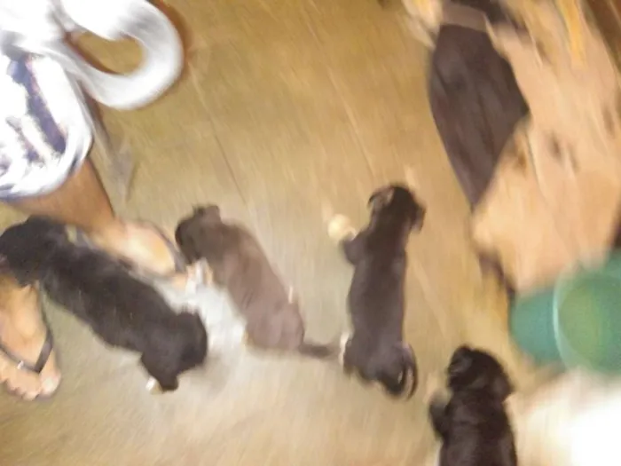 Cachorro ra a Vira lata idade 2 a 6 meses nome Indefinido