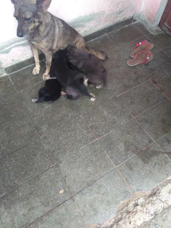 Cachorro ra a Vira lata idade 2 a 6 meses nome Indefinido
