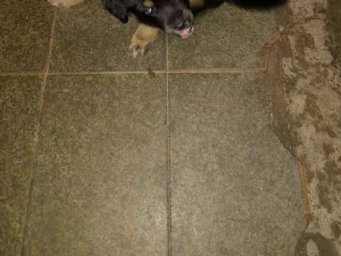Cachorro ra a Vira lata idade 2 a 6 meses nome Indefinido