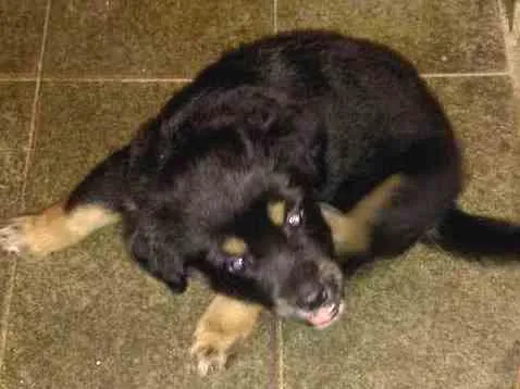 Cachorro ra a Vira lata idade 2 a 6 meses nome Indefinido