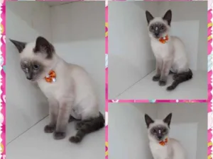 Gato raça SIALATA idade 2 a 6 meses nome MARIE